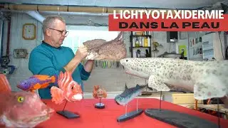 L'ichtyotaxidermiste Gilles Bourr&eacute; redonne vie aux poissons en Bretagne