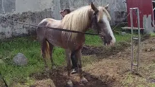 Horse Grooming. How to TAKE CARE  Horse