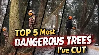 Топ-5 самых опасных деревьев, которые я когда-либо рубил!