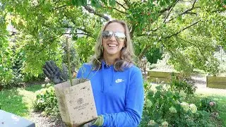 Planting Own-Root Roses, 