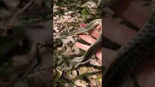 Beautiful Eastern Garter Snake in Kentucky!
