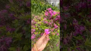 Flower sanctuary in Gangtok Sikkim #yt #ytshorts #like #share #subscribe #trending #explore #telugu