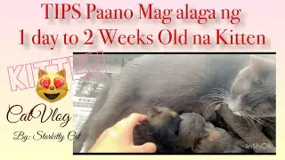 TIPS PAANO MAG ALAGA NG 1 day to 2 Weeks Old na Kitten #kitten #kitty #cat