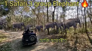 3 Group Elephant Encounter 🐘 🔥 | আজি ছাফাৰীত হাতী আৰু হাতী | kaziranga Jeep Safari vlog 