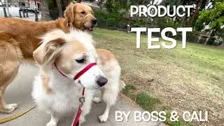Product Test: Petsafe Gentle Leader Headcollar