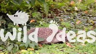 Hedgehog catch up