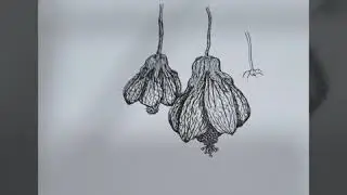 Drawing Flowers Abutilon striatum Dickso  No.87 #jj手繪卡通   #纹瓣悬铃花 #AbutilonRedTiger