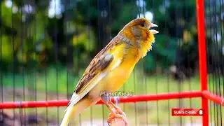BOTTURE LA BUEA NOSTUR