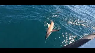 Fishing Hamilton Island! | Sharks - Nannygai - Sweetlip Emperor - Tusk Fish