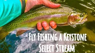Fly Fishing a Keystone Select Stream