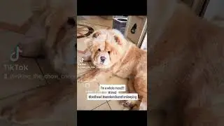 Weekend's are for #sleep #chowchow #pets #dog #cute