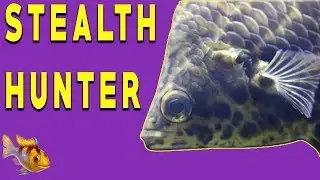 Leopard Bushfish ~ Ctenopoma Acutirostre ~ Predator Fish!