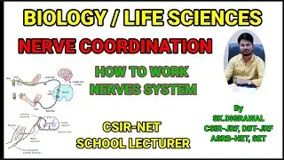 NERVE COORDINATION // STRUCTURE OF NEURON// NERVE SYSTEM // SCHOOL LECTURER// BIOLOGY // CSIR-NET