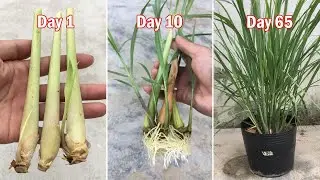 Cách trồng sả tại nhà từ cây sả mua ngoài chợ | trồng sả trong chậu