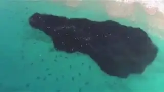 Fish Squadron  look like black oil in sea