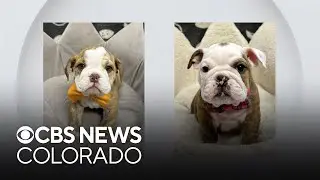 Arapahoe County investigators need help finding puppies stolen from pet store