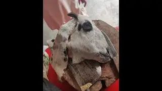 Goat Head Cutting Skill | Lamb Head cleaning and Cutting | Amazing Goat Head Cutting Skill