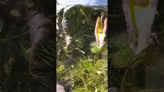 Medakas &uuml;ber Winter erfolgreich drau&szlig;en