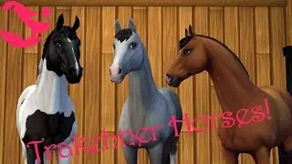 Buying all 3 Trakehner horses! ~ [SSO] Star Stable Online