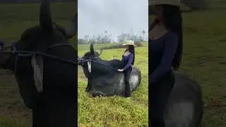 bull riding by a beautiful lady. bull controlling