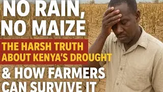 No Rain, No Maize: The Harsh Truth About Kenya&rsquo;s Drought & How Farmers Can Survive It