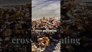 Leaves are an Incredible MULCH