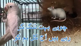 chuhon Ne aajkal bahut tang Kiya Hua Hai#please_subscribe_my_channel 