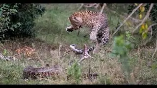 Leopard counterattacks and kills large aggressive python