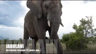 Jabulani's Journey