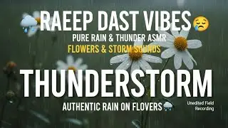 ASMR Rain on Flowers & Heavy Thunder (Authentic Field Recording)