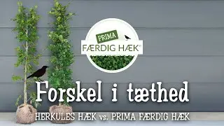 HERKULES H&AElig;K vs. PRIMA F&AElig;RDIG H&AElig;K  🌳