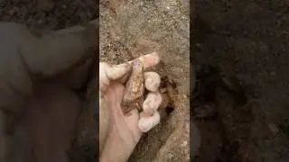 Mining Amethyst Scepters in Hiddenite North Carolina Searching 4 Emerald