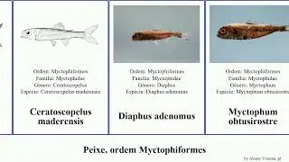 Peixe, ordem Myctophiformes fish North Neoscopelidae adenomus Home Bubo Sound Diaphus pterotum