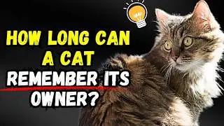 How Long Do Cats Actually Remember Their Owners?