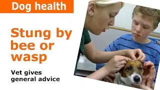 Dog stung by bee - Vet advice