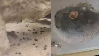 Honeypot Ants and Fruit Flies