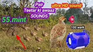 PAIR TEETAR KI AWAAZ SOUNDS | Francolin calling | तीतर शिकार ultra sound | kamuru male sounds |