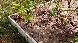 Peppers in Florida Winter