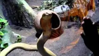 Cobra Stands Tall