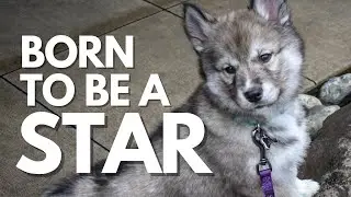 Leia the Husky Puppy STUNS the Internet with Her Natural Talent and Effortless Grace&hellip;