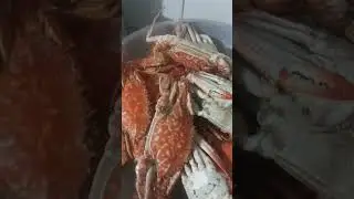 Squash string beans & crabs in  Coconut milk simple cooking