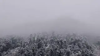 🌲 