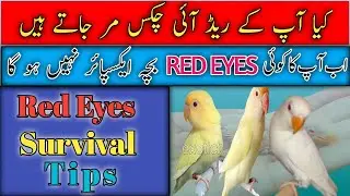 Red eyes chicks survival tips | red eyes chicks kyun mar jaate hain