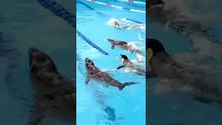 Animals swimming competition