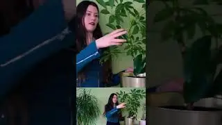 Обрезка шеффлеры древовидной