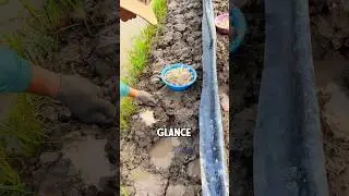 The way Vietnamese farmers collect eel eggs and hatch them into thousands of baby eels