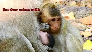 Brother seizes milk from newborn sibling, he seems jealous baby so much.