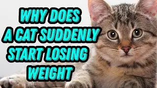 Why does a cat suddenly start losing weight