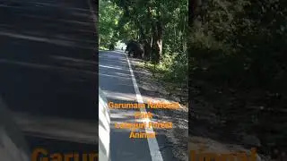 Garumara National Park || Lataguri Forest Animal Elephant #shorts
