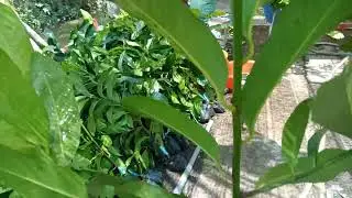 Hồng socola #0939890567 ( Zalo) nhà vườn Ngọc Thảo 